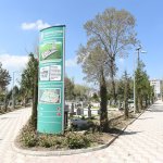 Mezarlıklara 5 Bin Gül Dikildi