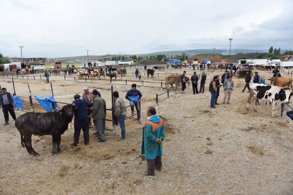 Hayvan Pazarı geçici yerine taşındı