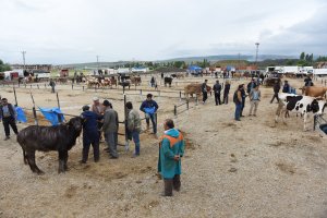 Hayvan Pazarı geçici yerine taşındı