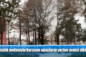 Hastalık nedeniyle kuruyan ağaçların yerine yenisi dikilecek
