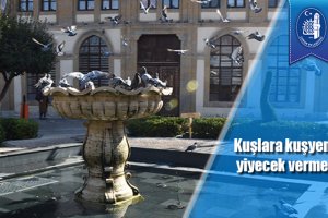 Kuşlara kuşyemi dışında yiyecek vermeyin