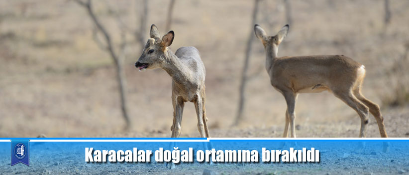 Karacalar doğal ortamına bırakıldı