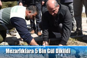 Mezarlıklara 5 Bin Gül Dikildi