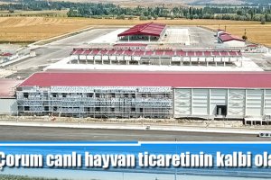 Çorum canlı hayvan ticaretinin kalbi olacak