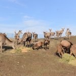 Onlar Belediye’ye emanet