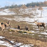 Onlar Belediye’ye emanet