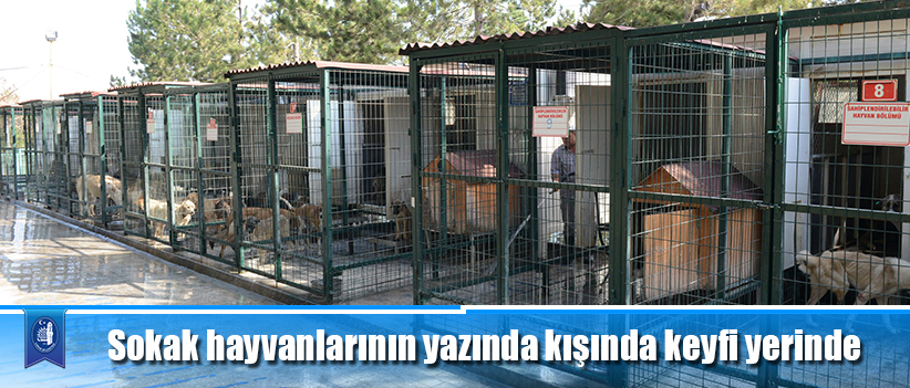 Sokak hayvanlarının yazında kışında keyfi yerinde