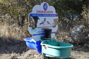 Belediyemiz sokak hayvanlarını unutmadı