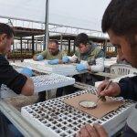 Belediye, 45 bin kış çiçeğini toprakla buluşturacak