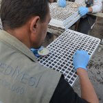 Belediye, 45 bin kış çiçeğini toprakla buluşturacak