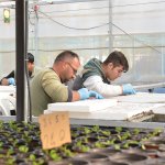 Belediye, 45 bin kış çiçeğini toprakla buluşturacak