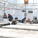 Belediye, 45 bin kış çiçeğini toprakla buluşturacak