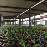 Belediye, 45 bin kış çiçeğini toprakla buluşturacak