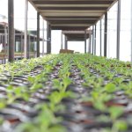 Belediye, 45 bin kış çiçeğini toprakla buluşturacak