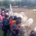 Öğrencilerden evcil hayvan parkına yoğun ilgi