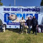 Türk Çoban Köpeği Irkları Birincilik İçin Yarıştı