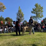 Türk Çoban Köpeği Irkları Birincilik İçin Yarıştı