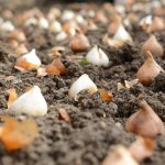 320 bin lale, sümbül ve menekşe toprakla buluşuyor