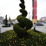 320 bin lale, sümbül ve menekşe toprakla buluşuyor