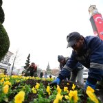 320 bin lale, sümbül ve menekşe toprakla buluşuyor