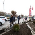 320 bin lale, sümbül ve menekşe toprakla buluşuyor