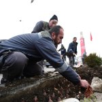 320 bin lale, sümbül ve menekşe toprakla buluşuyor