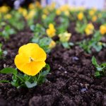 320 bin lale, sümbül ve menekşe toprakla buluşuyor