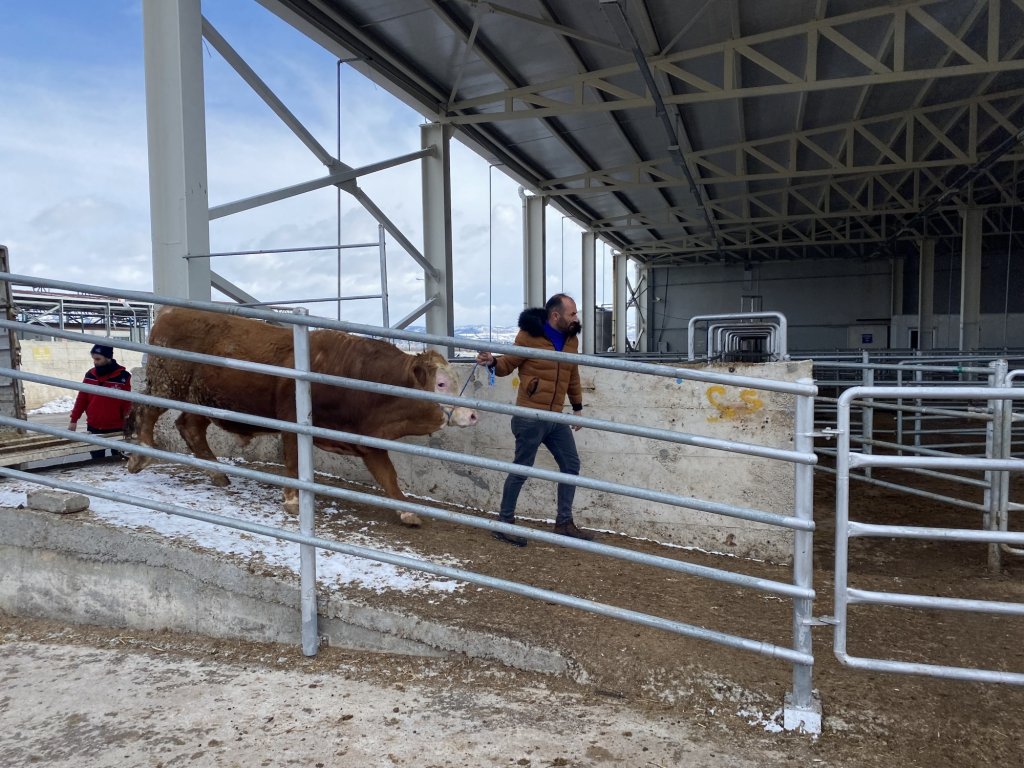 Hayırsever besiciler, depremzedelere hayvan bağışı yaptı