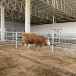 Hayırsever besiciler, depremzedelere hayvan bağışı yaptı