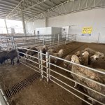 Hayırsever besiciler, depremzedelere hayvan bağışı yaptı