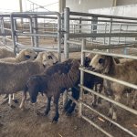 Hayırsever besiciler, depremzedelere hayvan bağışı yaptı