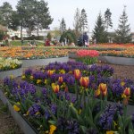 Belediye, şehri lale ve sümbüllerle donattı