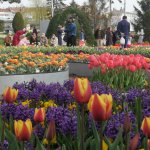 Belediye, şehri lale ve sümbüllerle donattı