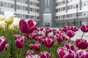 Belediye, şehri lale ve sümbüllerle donattı