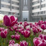 Belediye, şehri lale ve sümbüllerle donattı