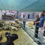 Halk Et Kombinası kurban bayramına hazır