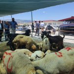 Halk Et Kombinası kurban bayramına hazır