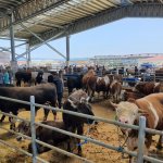 Halk Et Kombinası kurban bayramına hazır