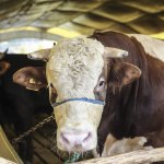 Çorum Belediyesi’nde online kurban bağışı 