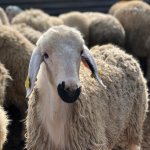 Belediye’nin kurban bağışı kampanyası devam ediyor