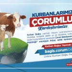 Çorum Belediyesi’nde online kurban bağışı 