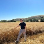 Buğdaylar biçildi, şimdi un olup ihtiyaç sahiplerine dağıtılacak