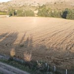 Buğdaylar biçildi, şimdi un olup ihtiyaç sahiplerine dağıtılacak