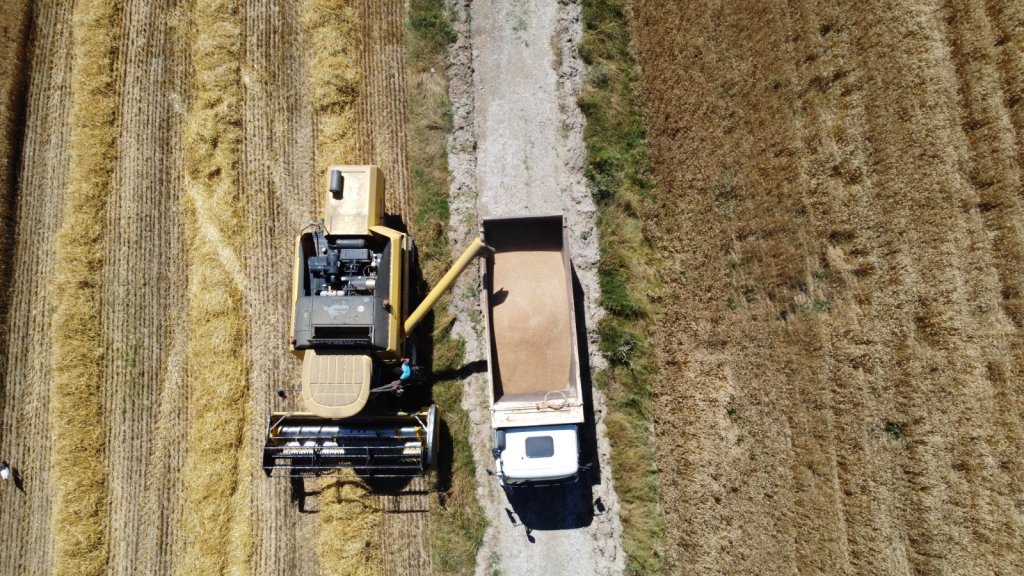 Buğdaylar biçildi, şimdi un olup ihtiyaç sahiplerine dağıtılacak