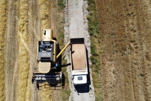 Buğdaylar biçildi, şimdi un olup ihtiyaç sahiplerine dağıtılacak