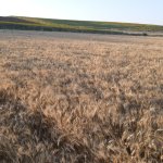 Buğdaylar biçildi, şimdi un olup ihtiyaç sahiplerine dağıtılacak