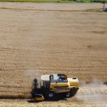 Buğdaylar biçildi, şimdi un olup ihtiyaç sahiplerine dağıtılacak