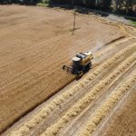 Buğdaylar biçildi, şimdi un olup ihtiyaç sahiplerine dağıtılacak