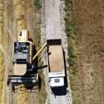 Buğdaylar biçildi, şimdi un olup ihtiyaç sahiplerine dağıtılacak