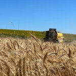 Buğdaylar biçildi, şimdi un olup ihtiyaç sahiplerine dağıtılacak